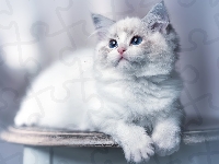 Kot, Biało-szary, Młody, Ragdoll