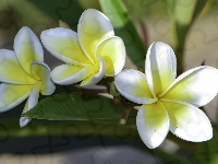Plumeria, Biało-żółte, Kwiaty, Liście
