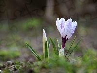 Krokus, Białoliliowy, Wiosna