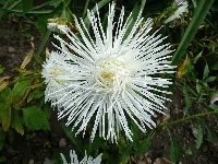 Biały, Aster