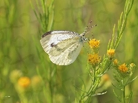 Biały, Motyl, Bielinek, Owad