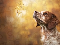 Pies, Spaniel bretoński, Epagneul breton, Gałązka, Rudo-biały