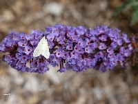 Budleja, Biały, Lato, Motyl, Kwiat, Fioletowa, Ogród