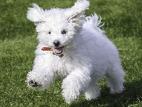 Frise, Pies, Bichon, Biały