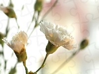 Goździk, Biały, Kwiat