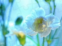 Goździk, Biały, Kwiat