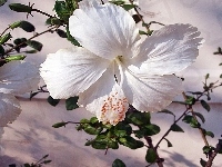 Hibiskus, Biały, Gałązki