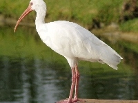 Ibis Biały, Woda