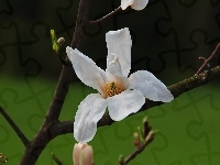 Biały, Magnolia Japońska, Kwiat