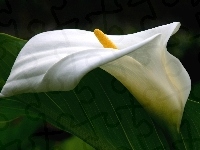 Biały, Kwiat, Kalia, Liście