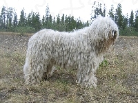 biały, Komondor