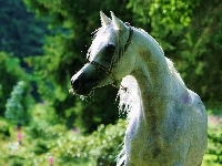 Koń, Biały, Arab