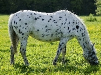 Koń, Biały, Łatki