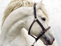 Koń, Biały, Uzda