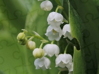 Biały, Kwiat, Konwalia