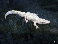 Krokodyl, Biały, Albinos