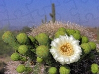 Kwiat, Biały, Kaktusa