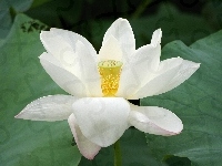 Kwiat, Biały, Lotos