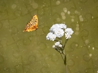 Kwiat, Biały, Motyl
