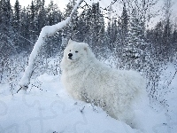 Biały, Samojed, Zima, Lasek, Pies