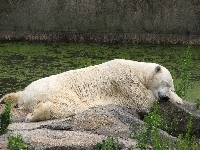 Miś, Biały, Polarny