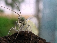 Biały, Motyl