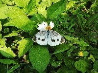 Motyl, Biały, Bielinek