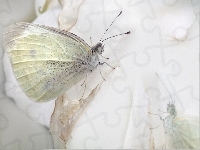 Biały, Motyl