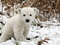 Niedźwiedź, Biały, Śnieg