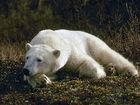 Niedźwiedź, Biały, Polarny