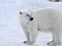 Niedźwiedź, Biały, Polarny