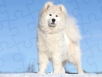 Pies, Biały, Akita