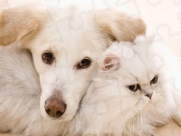 Pies, Biały, Kot