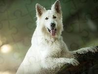 Biały owczarek szwajcarski, Pies, Konar