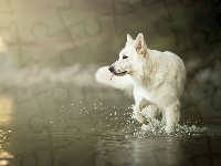 Biały owczarek szwajcarski, Pies, Woda