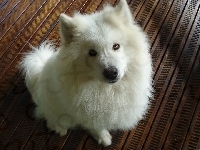 Piesek, Biały, Samoyed