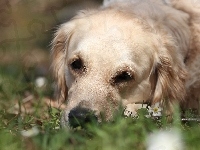 Golden retriever, Biały, Pies, Trawa