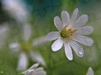 Biały, Rogownica Polna, Kwiat