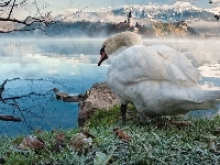 Łabędz, Ptaki, Biały, Jezioro