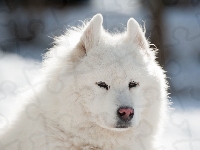 Puszysty, Samojed, Pies, Biały