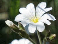Rogownica Polna, Kwiat, Biały