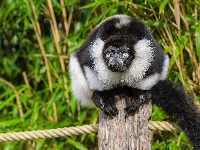 Słupek, Lemur, Czarno-biały