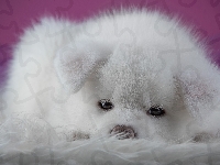 Szczeniak, Akita inu, Biały