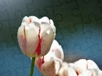Biały, Tulipan