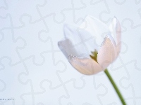 Tulipan, Biały, Kwiat