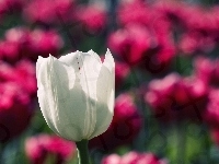 Tulipan, Biały, Rozmycie