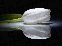 Biały, Tulipan