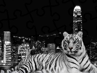 Tygrys, Biały, Miasto