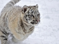 Tygrys, Biały, Śnieg