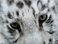 Tygrys, Biały, Oczy